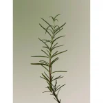 AROMATICA – Rosemary 3-in-1 Treatment - Image 2