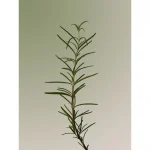 AROMATICA – Rosemary Scalp Scaling Shampoo | Herbal Detox - Image 3