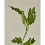 BEAUTY OF JOSEON – Matte Sun Stick Mugwort+Camelia (SPF 50+ PA++++) - Image 5