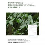 ROUND LAB – Mugwort Calming Cleanser | Redness-Reducing - Image 4