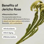 ABIB – Collagen Eye Patch Jericho Rose Jelly - Image 6