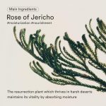 ABIB – Jericho Rose Bifida Serum Firming Drop | Anti-Aging - Image 6
